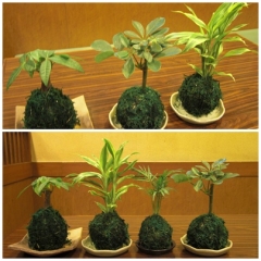 庵さん20120303
